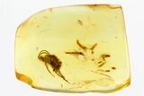 Detailed Fossil Parasitic Wasp (Apocrita) in Baltic Amber #292743-1